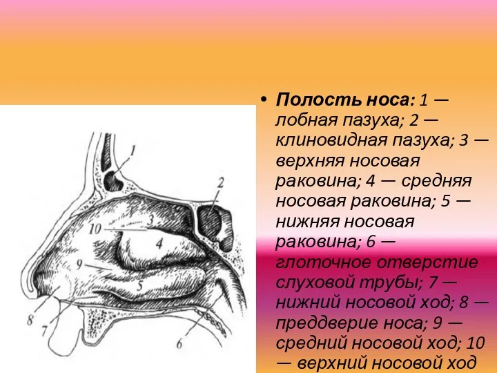 Полость носа: 1 — лобная пазуха; 2 — клиновидная па­зуха; 3 —