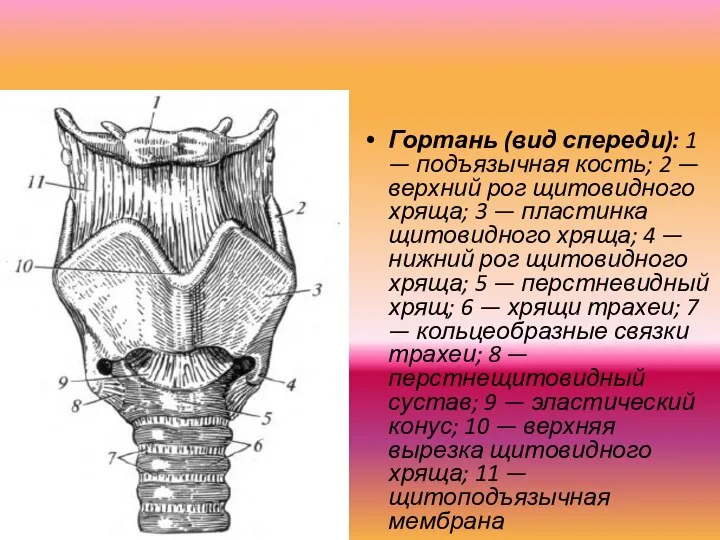 Гортань (вид спереди): 1 — подъязычная кость; 2 — верхний рог щи­товидного