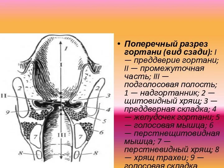 Поперечный разрез гортани (вид сзади): I — преддверие гортани; II — промежуточная