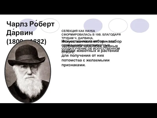 СЕЛЕКЦИЯ КАК НАУКА СФОРМИРОВАЛАСЬ В 19В. БЛАГОДАРЯ ТРУДАМ Ч. ДАРВИНА. ПРОАНАЛИЗИРОВАВ МАТЕРИАЛ