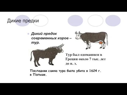 Дикие предки Дикий предок современных коров – тур. Тур был одомашнен в