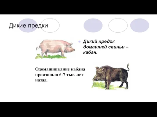 Дикие предки Дикий предок домашней свиньи – кабан. Одомашнивание кабана произошло 6-7 тыс. лет назад.