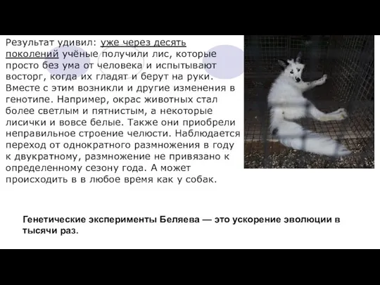 Результат удивил: уже через десять поколений учёные получили лис, которые просто без