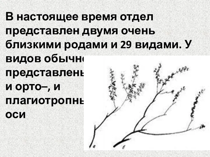 В настоящее время отдел представлен двумя очень близкими родами и 29 видами.