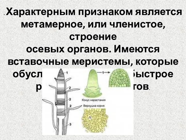 . Характерным признаком является метамерное, или членистое, строение осевых органов. Имеются вставочные