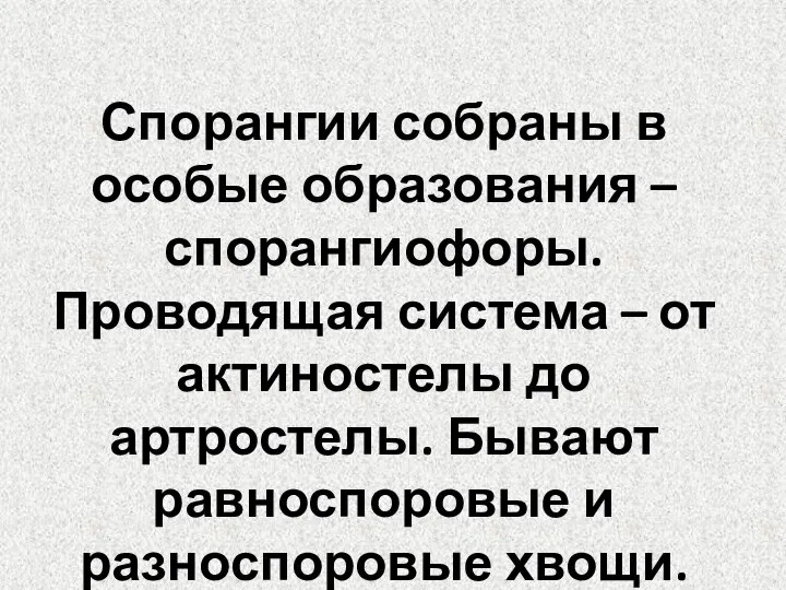 Спорангии собраны в особые образования – спорангиофоры. Проводящая система – от актиностелы