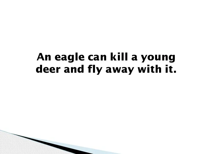 An eagle can kill a young deer and fly away with it.