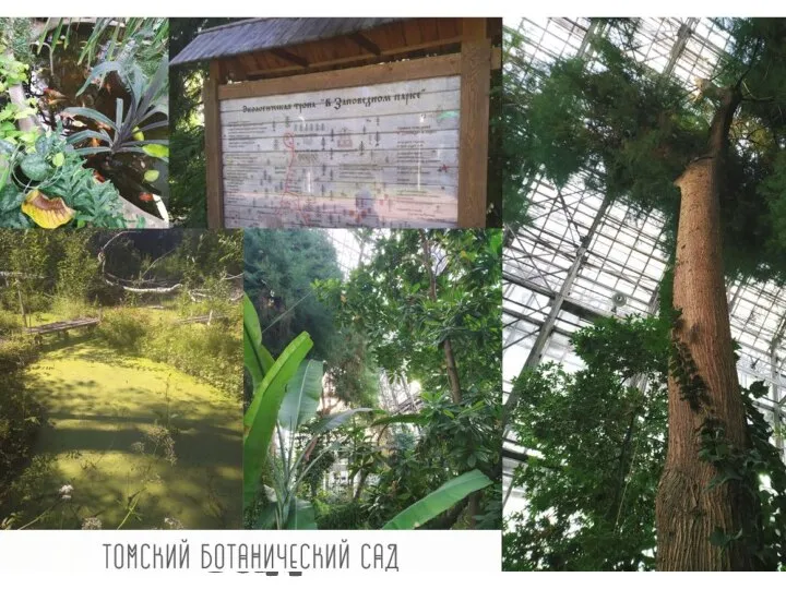 Томский ботанический сад
