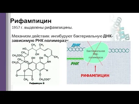 Рифампицин 1957 г. выделены рифампицины. Механизм действия: ингибуруют бактериальную ДНК-зависимую РНК полимеразу.