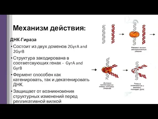 Механизм действия: ДНК-Гираза Состоит из двух доменов 2GyrA and 2GyrB Структура закодирована