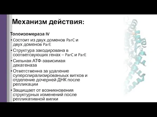 Механизм действия: Топоизомераза IV Cостоит из двух доменов ParC и двух доменов