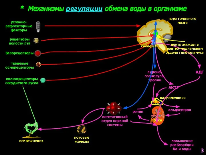 * Механизмы регуляции обмена воды в организме кора головного мозга надпочечники почки