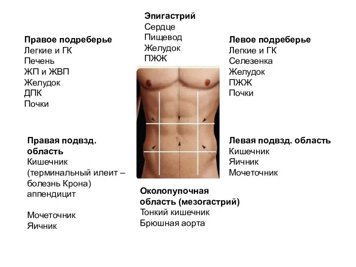 Правое подреберье Легкие и ГК Печень ЖП и ЖВП Желудок ДПК Почки