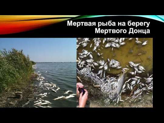 Мертвая рыба на берегу Мертвого Донца
