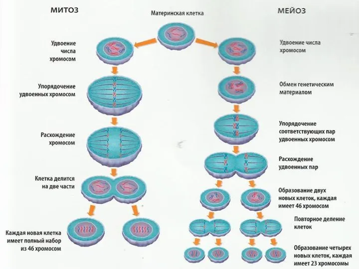 мейоз