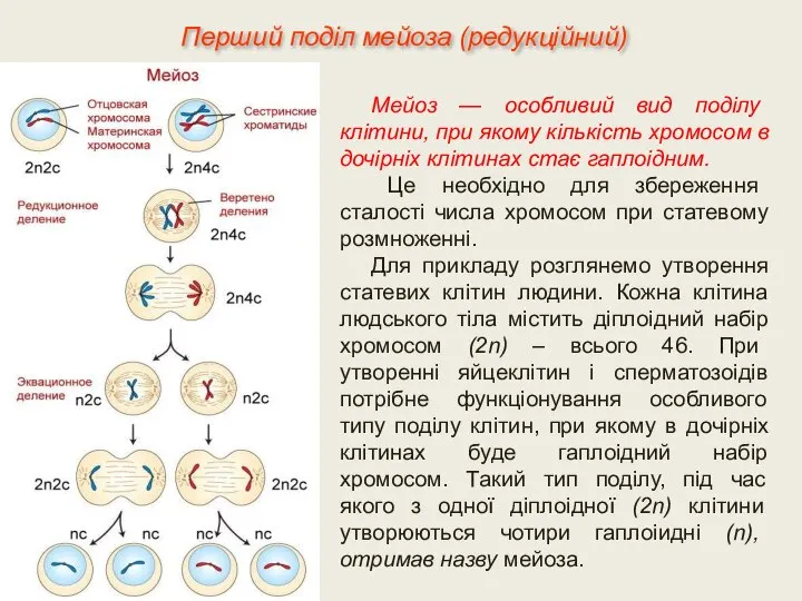 Мейоз — особливий вид поділу клітини, при якому кількість хромосом в дочірніх