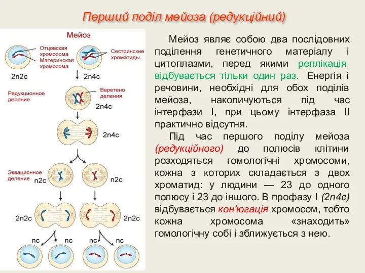 Мейоз являє собою два послідовних поділення генетичного матеріалу і цитоплазми, перед якими