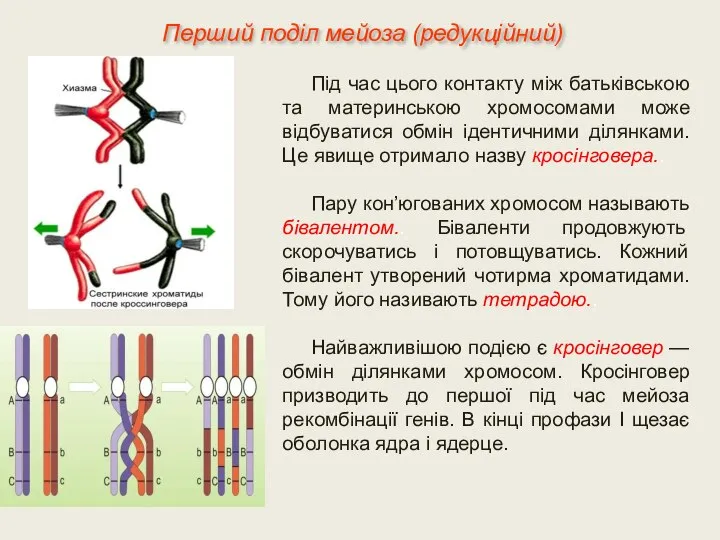 Під час цього контакту між батьківською та материнською хромосомами може відбуватися обмін