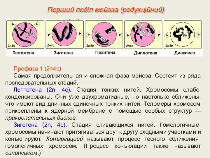 Профаза 1 (2n4с) Самая продолжительная и сложная фаза мейоза. Состоит из ряда