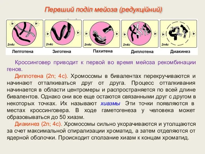 Кроссинговер приводит к первой во время мейоза рекомбинации генов. Диплотена (2n; 4с).