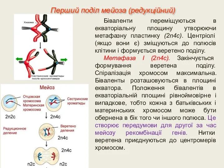 Біваленти переміщуються в екваторіальну площину утворюючи метафазну пластинку (2n4c). Центріолі (якщо вони