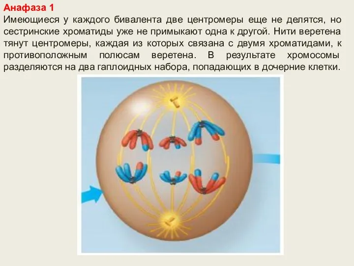 Анафаза 1 Имеющиеся у каждого бивалента две центромеры еще не делятся, но