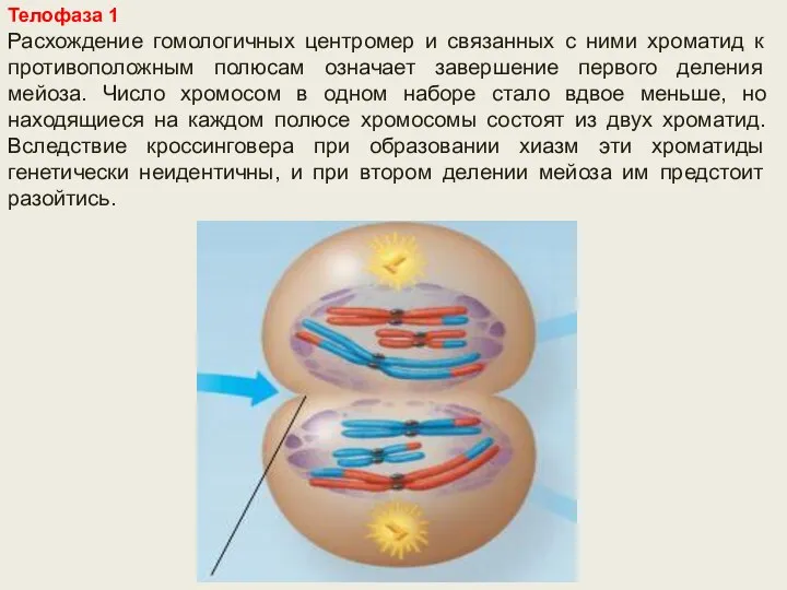 Телофаза 1 Расхождение гомологичных центромер и связанных с ними хроматид к противоположным
