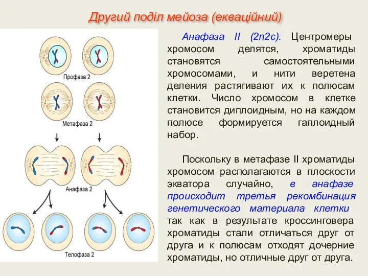 Анафаза II (2n2с). Центромеры хромосом делятся, хроматиды становятся самостоятельными хромосомами, и нити