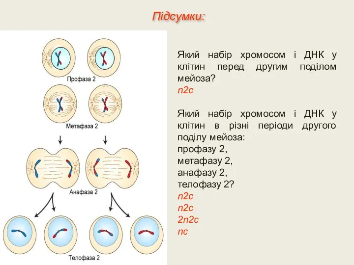 Який набір хромосом і ДНК у клітин перед другим поділом мейоза? n2c