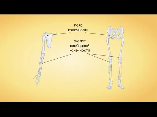пояс конечности скелет свободной конечности