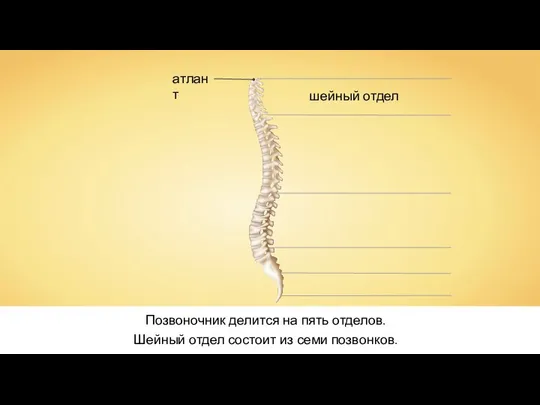 Позвоночник делится на пять отделов. шейный отдел Шейный отдел состоит из семи позвонков.