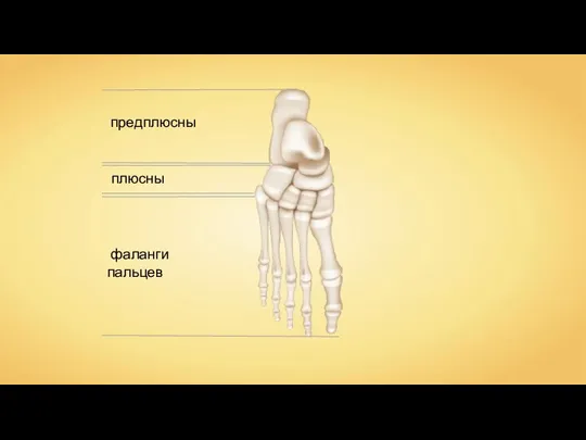 предплюсны плюсны фаланги пальцев