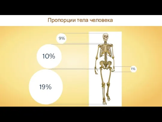 Пропорции тела человека