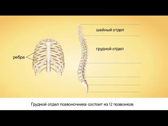 Грудной отдел позвоночника состоит из 12 позвонков. шейный отдел грудной отдел ребра