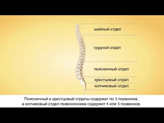 Поясничный и крестцовый отделы содержат по 5 позвонков, а копчиковый отдел позвоночника