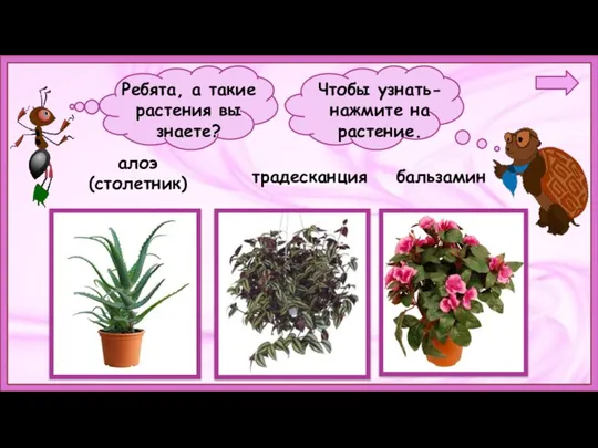 Ребята, а такие растения вы знаете? алоэ (столетник) традесканция бальзамин Чтобы узнать- нажмите на растение.