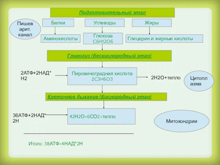Подготовительный этап Белки Углеводы Жиры Аминокислоты Глюкоза C6H12O6 Глицерин и жирные кислоты