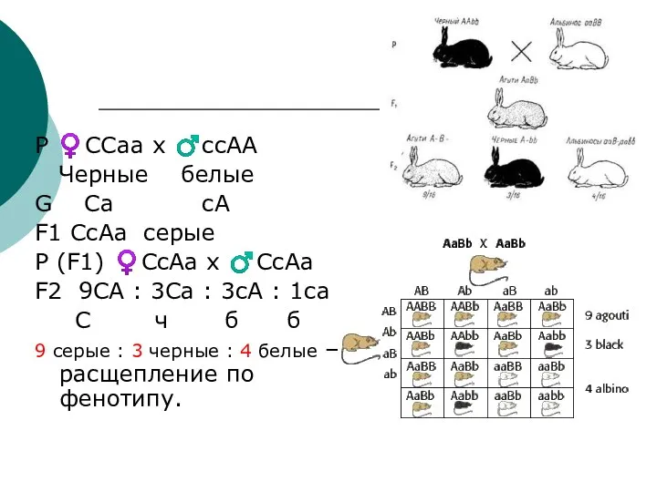 Р ♀ССаа х ♂ссАА Черные белые G Са сА F1 СсАа серые