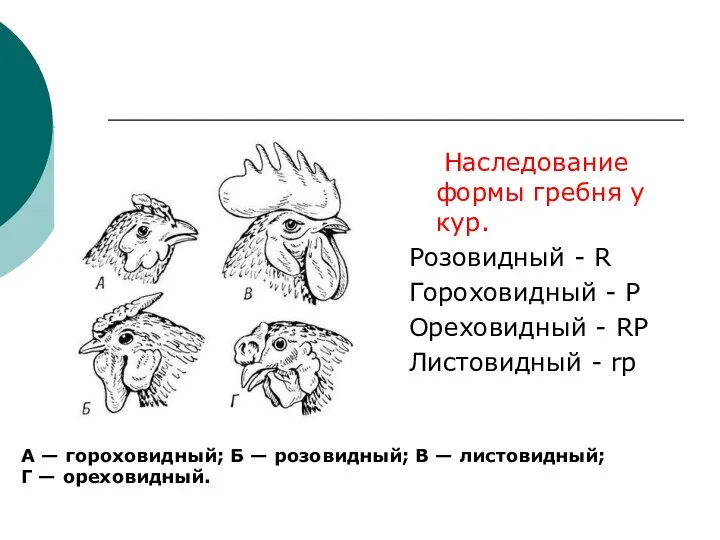 Наследование формы гребня у кур. Розовидный - R Гороховидный - P Ореховидный