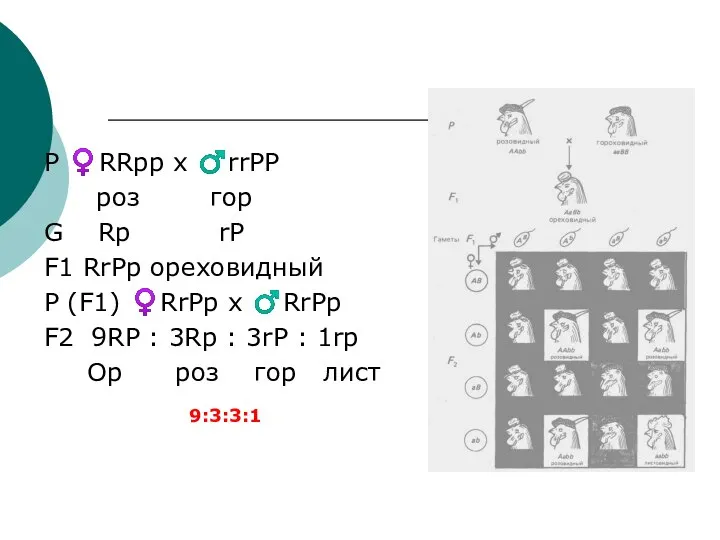 Р ♀RRpp х ♂rrPP роз гор G Rp rP F1 RrPp ореховидный