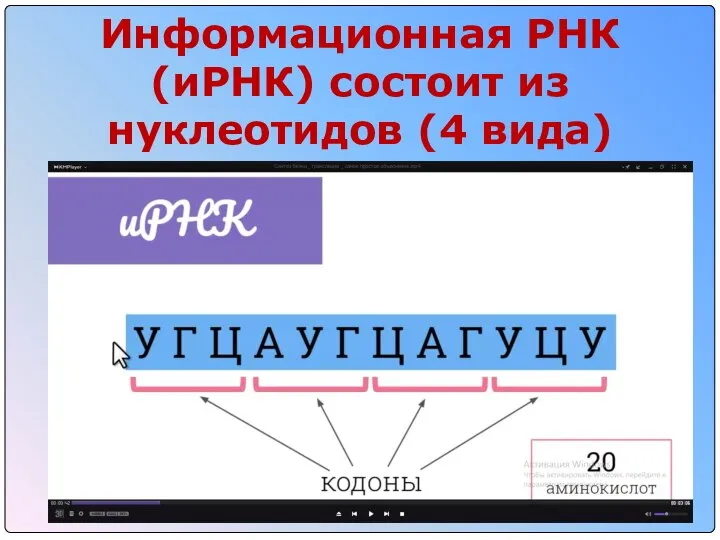 Информационная РНК (иРНК) состоит из нуклеотидов (4 вида)