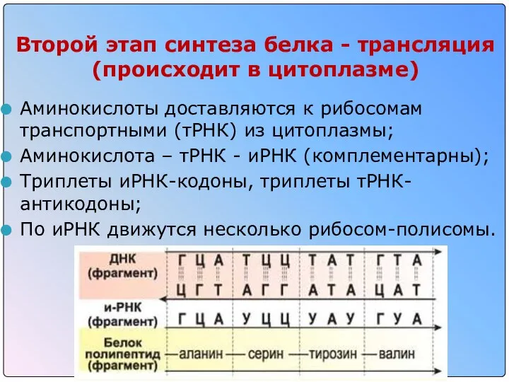 Второй этап синтеза белка - трансляция (происходит в цитоплазме) Аминокислоты доставляются к