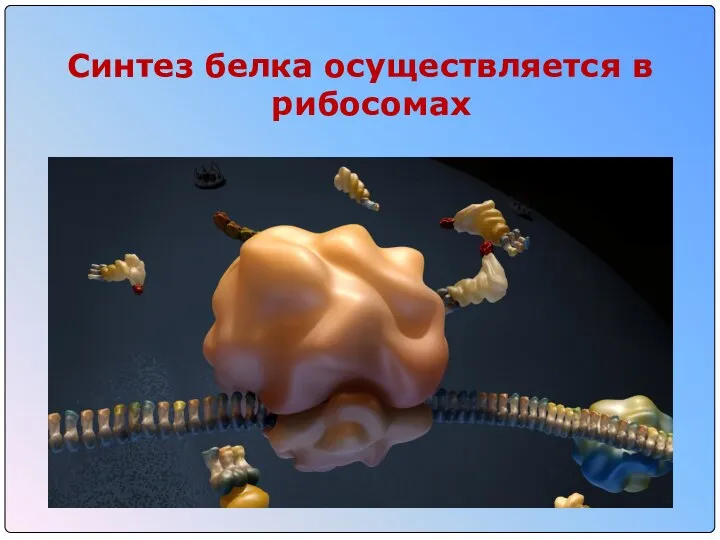 Синтез белка осуществляется в рибосомах