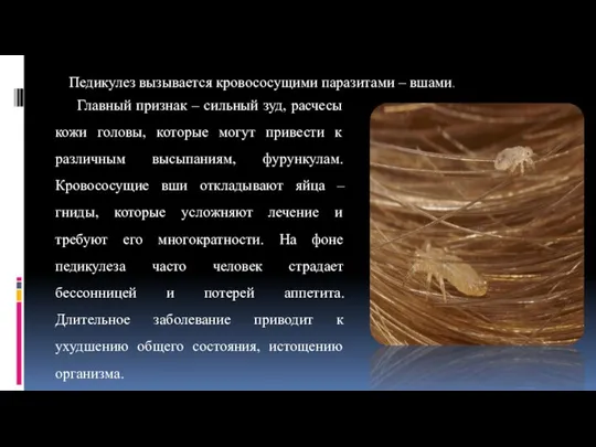 Педикулез вызывается кровососущими паразитами – вшами. Главный признак – сильный зуд, расчесы