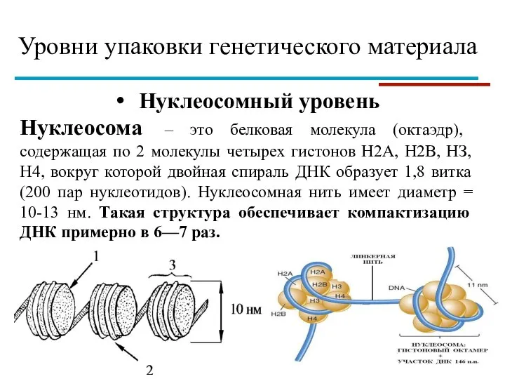 Уровни упаковки генетического материала Нуклеосомный уровень Нуклеосома – это белковая молекула (октаэдр),