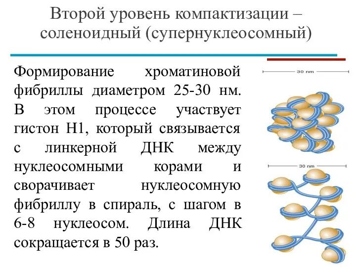 Второй уровень компактизации – соленоидный (супернуклеосомный) Формирование хроматиновой фибриллы диаметром 25-30 нм.