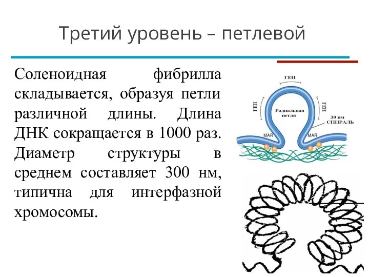 Третий уровень – петлевой Соленоидная фибрилла складывается, образуя петли различной длины. Длина