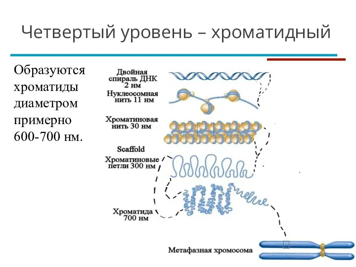 Четвертый уровень – хроматидный Образуются хроматиды диаметром примерно 600-700 нм.
