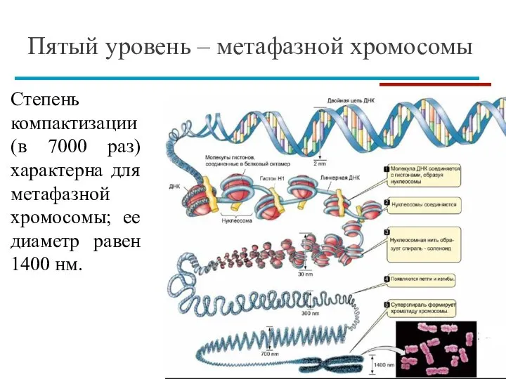 Пятый уровень – метафазной хромосомы Степень компактизации (в 7000 раз) характерна для