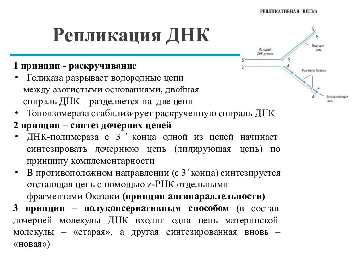 Репликация ДНК 1 принцип - раскручивание Геликаза разрывает водородные цепи между азотистыми